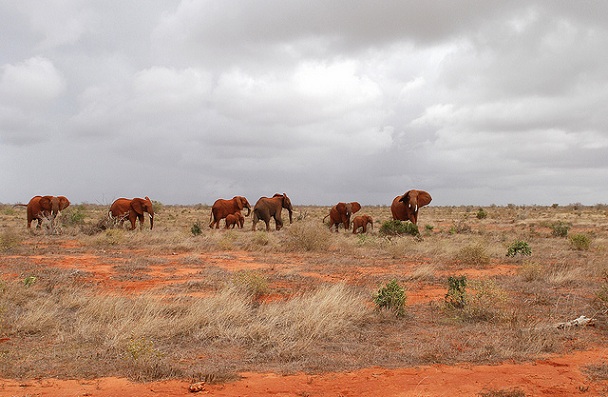 tsavo-national-park_kenya-turist-steder