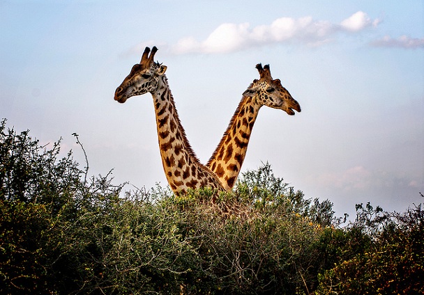 nairobi-national-park_kenya-turist-steder