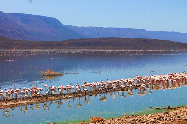 lake-nakuru_kenya-turist-steder