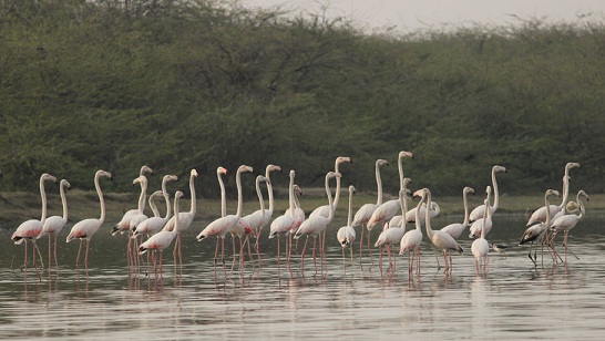 parker-i-agra-sur-sarovar-fuglereservat