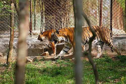 parker-i-bangalore-bannerghatta-biologisk-park