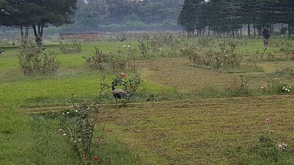 parker-i-bhubaneswar-ekamra-kanan-botaniske haver