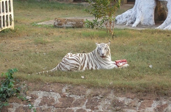 parker-i-bhubaneswar-nandankanan-zoologisk-park