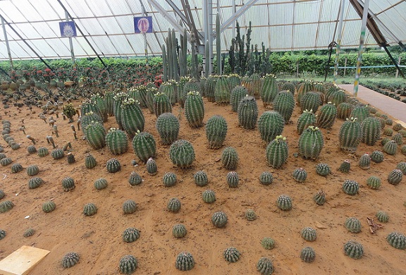 parkok-in-bhubaneswar-kaktusz-kert