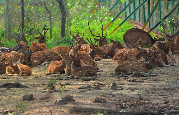 parker-i-burdwan-hjorte-park