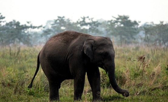 parks-in-guwahati-manas-national-park