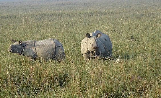 parkok-in-guwahati-pobitora-vadvilág-szentély