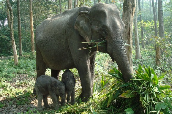 parker-i-guwahati-orang-nationalpark