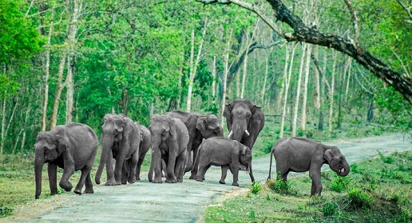 Bandipur Nemzeti Park Híres parkok Mysore -ban