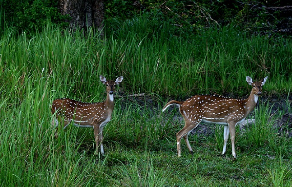 A Nagarhole Nemzeti Park híres parkjai Mysore -ban