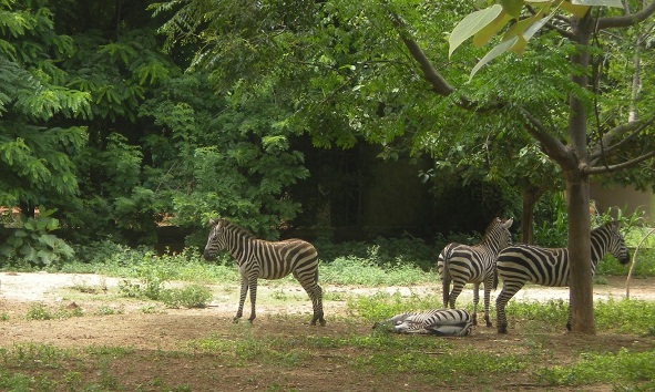 Sri Chamarajenra National Park Mysore