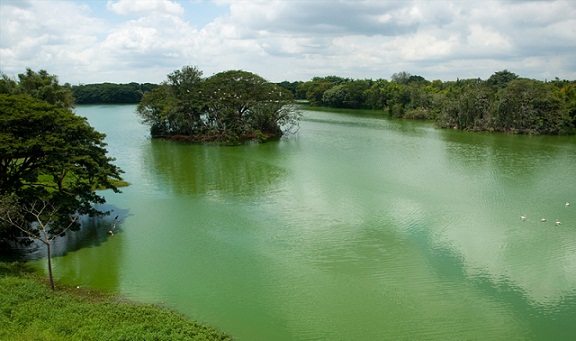 Karanji -tó Természeti Park Híres parkok Mysore -ban