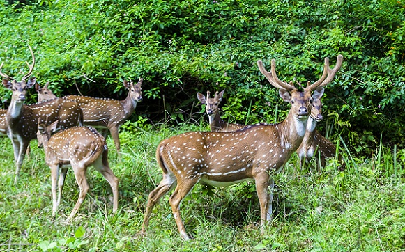 Berømte parker i Ooty-Deer Park