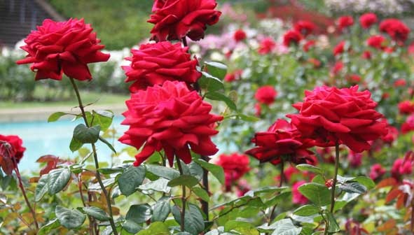 Berømte parker i Ooty-Rose Garden