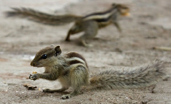 parker-i-vadodara-national-park-of-vadodara