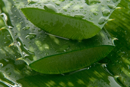 hårtab behandling med Aloe Vera