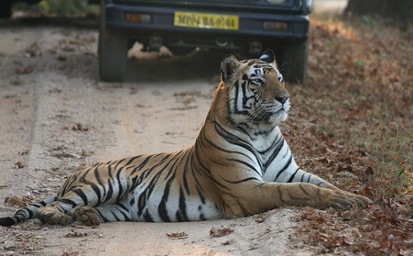 Kanha Nemzeti Park