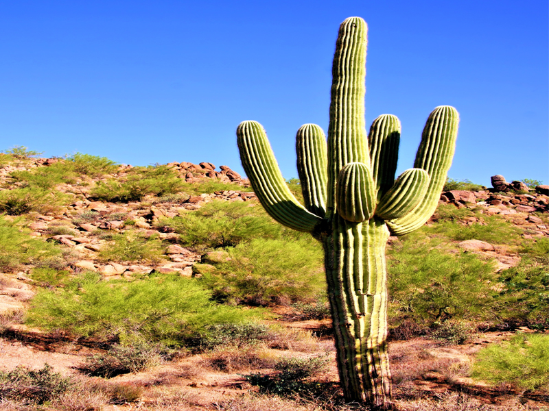 Saguaro -fordele (saguaro -kaktus) med ernæringsfakta