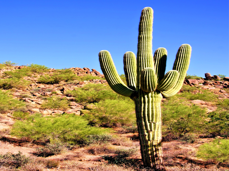 Saguaro előnyei (saguaro Cactus) Táplálkozási tényekkel