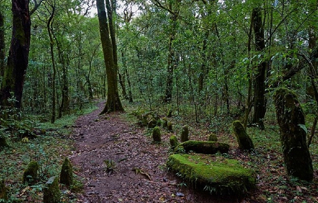 mawphlang-sacred-forest_shillong-turist-steder