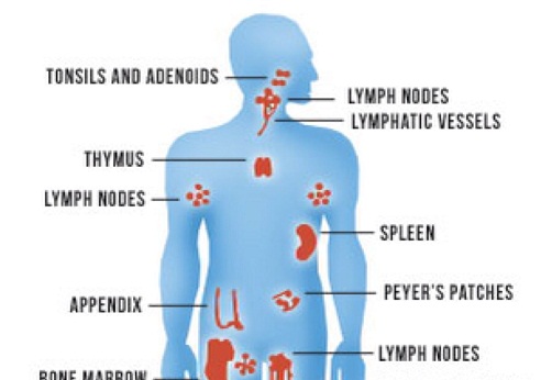 Svækker kroppens immunsystem