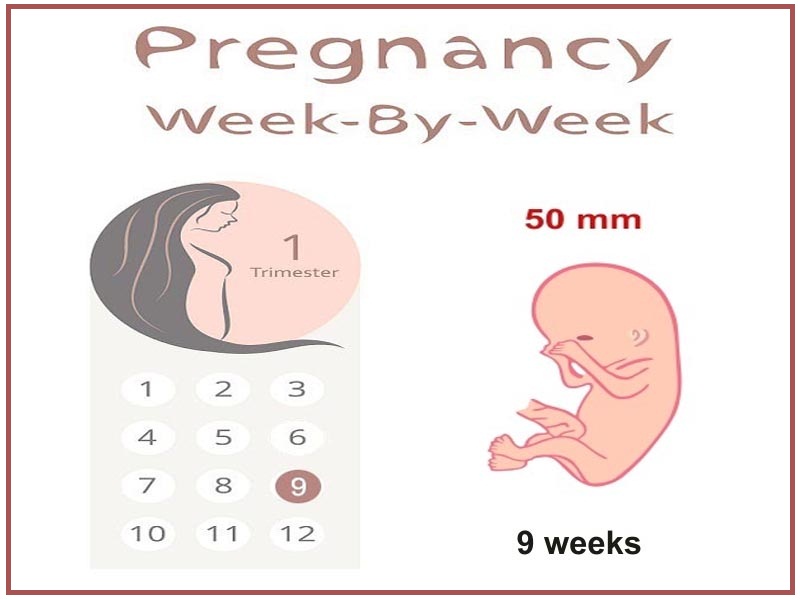 9 hetes terhes