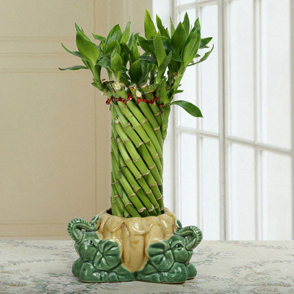 Lucky Bamboo Plant