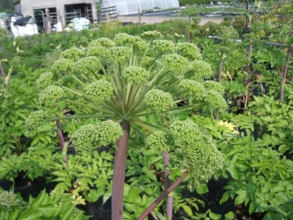 A. archangelica -puutarhan suuntaukset