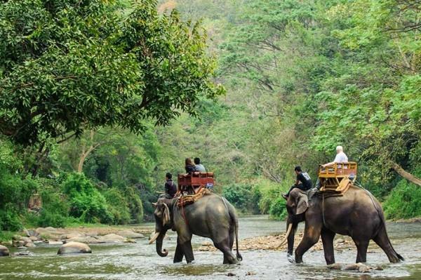 Adventure Travel Elephant Ride Tiedustele maailman safarikierrosta