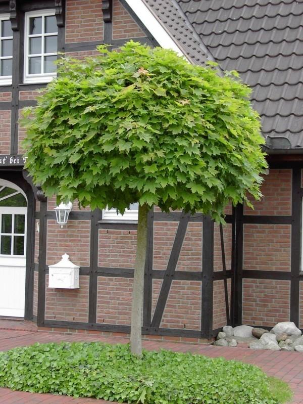 Acer platanoides 'Globosum' talopuu vaahtera