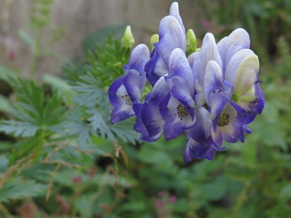 Aconite monkshood syksyn kasvit puutarhan kestäviä kasveja