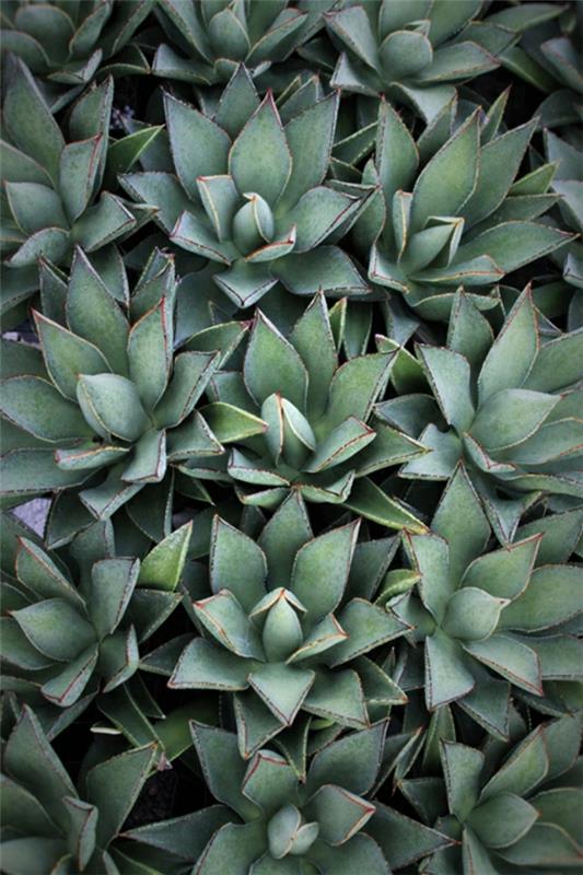 Agave Aristokraatin mehevä puutarha