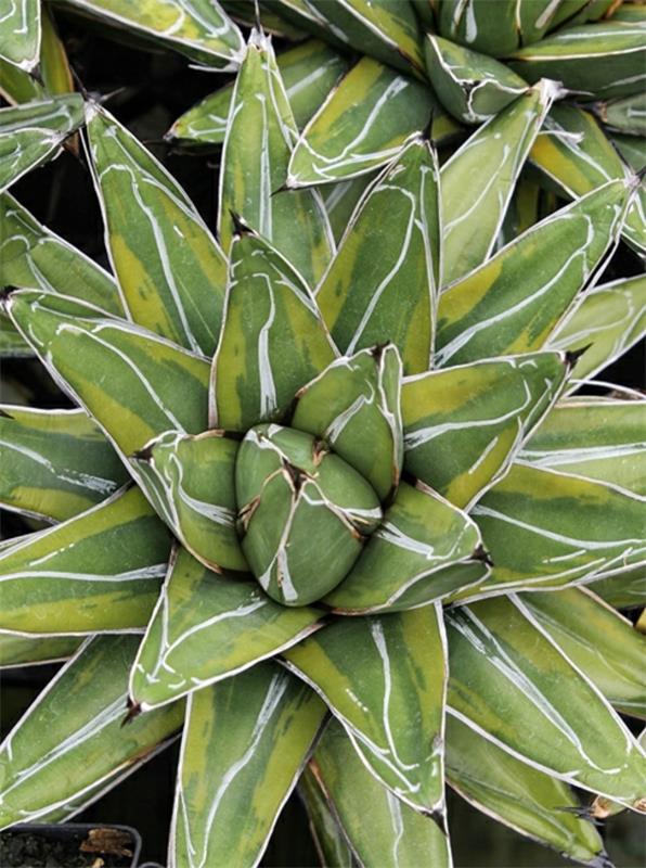 ideoita Agave victoriae reginae Tora Fu