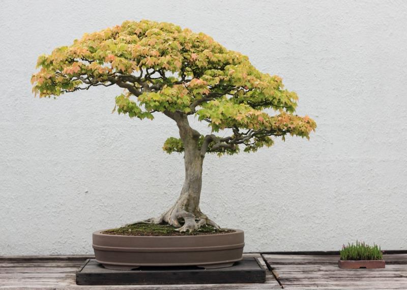 Maple Bonsai Care Bonsai -tyyppiset puutarhaideat