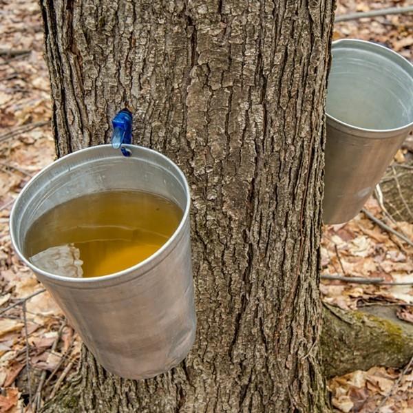 Vaahterasiirappi, joka tekee vaahterapuun metsävaahteran mehua