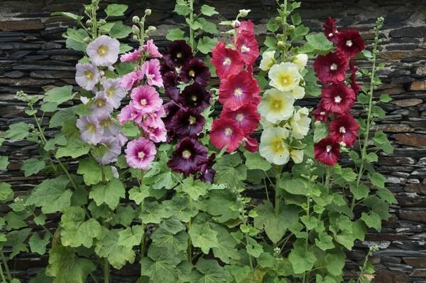 Alcea rosea hollyhock mehiläinen laidun