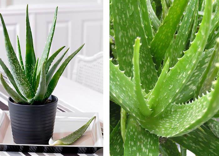 Aloe Veran huonekasvi