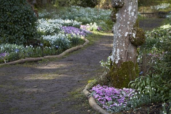 Cyclamen puutarhakasvit syksy syksy kasvit kestäviä