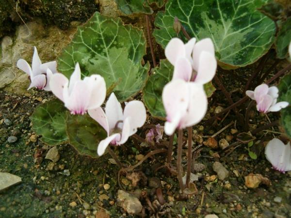 Cyclamen puutarhakasvit syksyllä kasvit