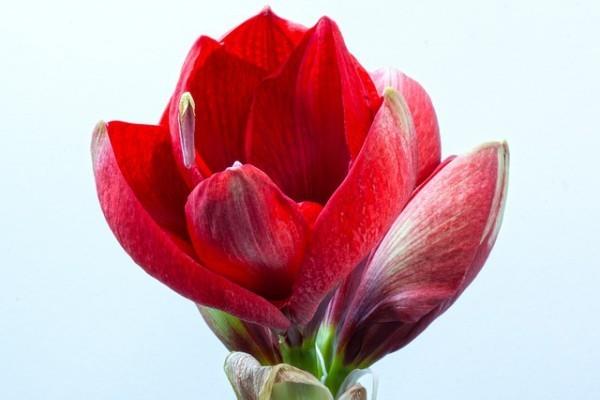 Amaryllis ritari tähti punainen