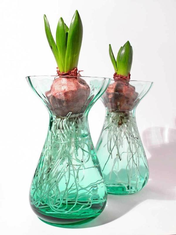 Amaryllis lasissa Amaryllis -sipulit vedessä