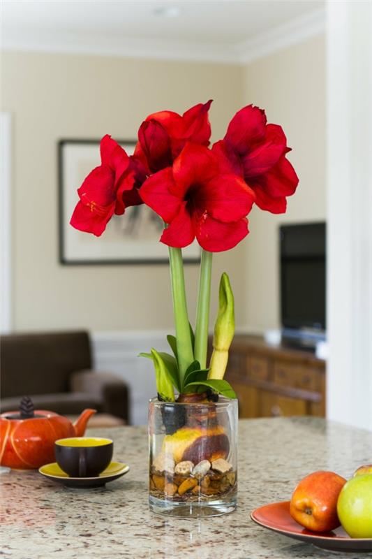 Amaryllis lasissa kukkii punaisia ​​huonekasveja amaryllis -sipuleita