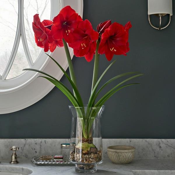 Amaryllis lasissa vaaleita kukkivia huonekasveja