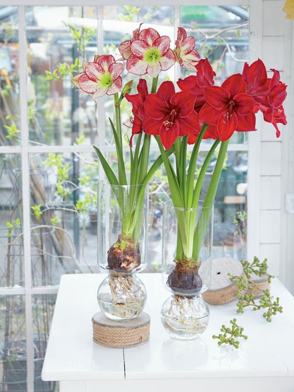 Amaryllis purkissa Hoitovinkkejä valolle Amaryllis -sipulien sijainti