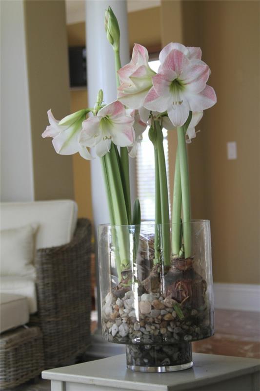 Amaryllis purkissa Hoitovinkit Pöydän koristelu Amaryllis -sipulit