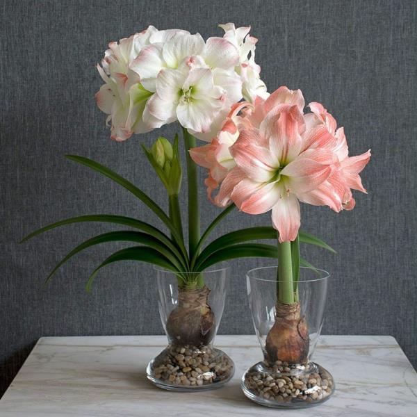 Amaryllis purkissa Hoitovinkkejä kukkiville huonekasveille Amaryllis -sipulit