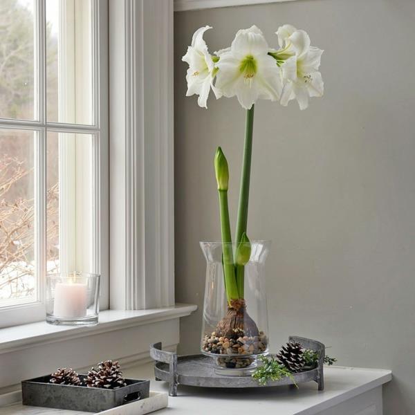 Amaryllis purkissa Hoitovinkkejä kukkiville huonekasveille ikkunalaudalle