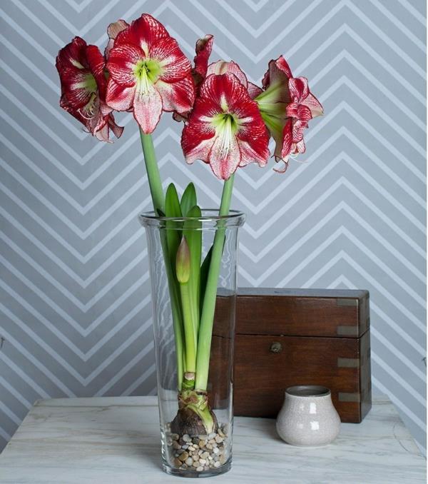 Amaryllis purkissa Hoitovinkkejä kukkiville huonekasveille