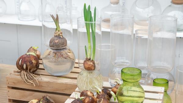 Amaryllis purkissa Vinkkejä Amaryllis -sipulit vedessä