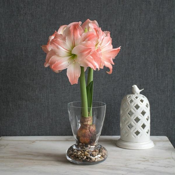 Amaryllis lasikukkaisessa huonekasvissa on helppo hoitaa